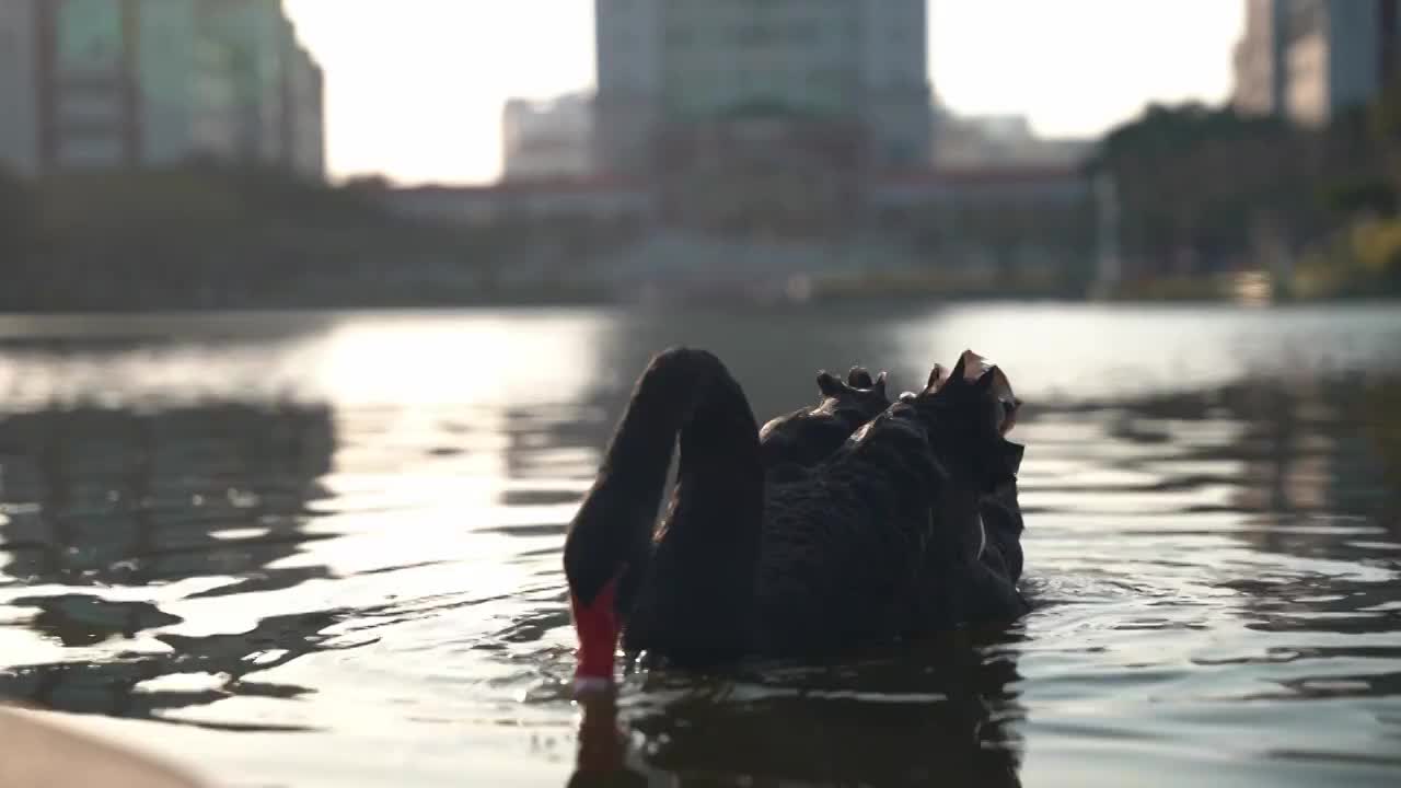 逆光拍摄的黑天鹅 厦门大学芙蓉湖视频素材