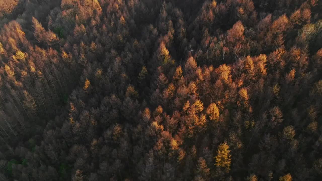 金色的落叶松林在夕阳照耀下视频素材