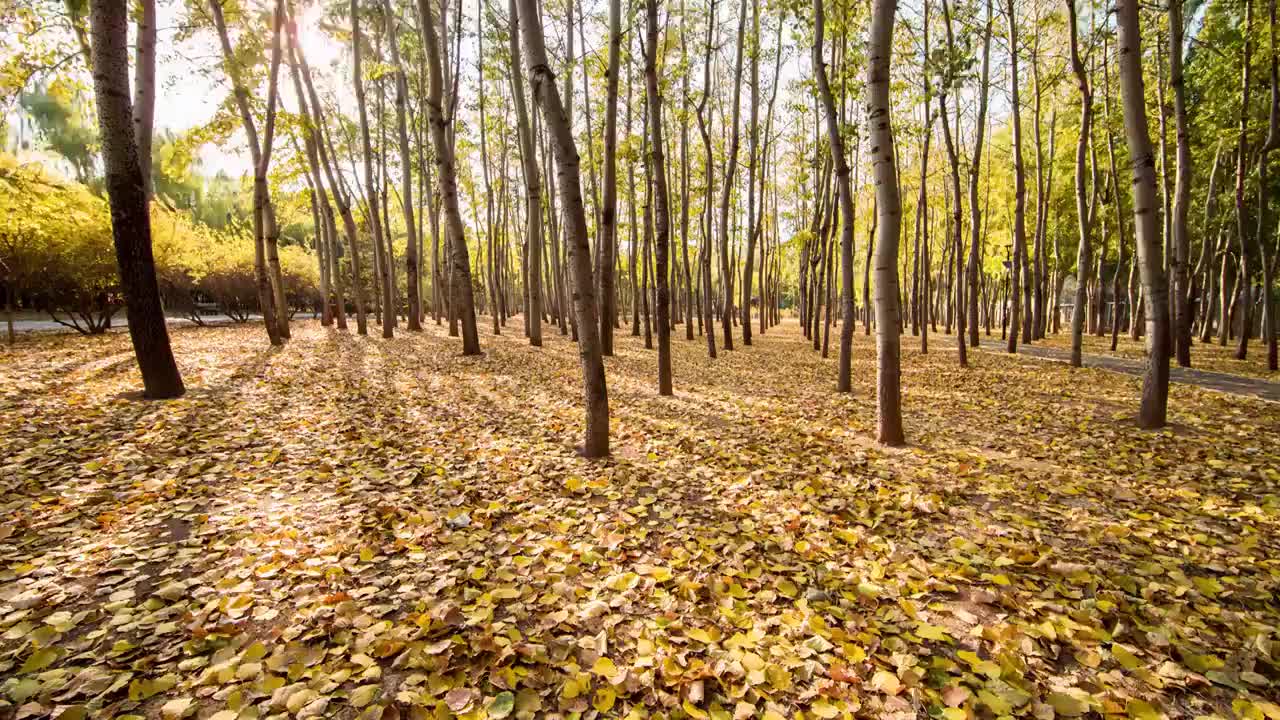 秋日延时：树林阳光落叶光影视频素材