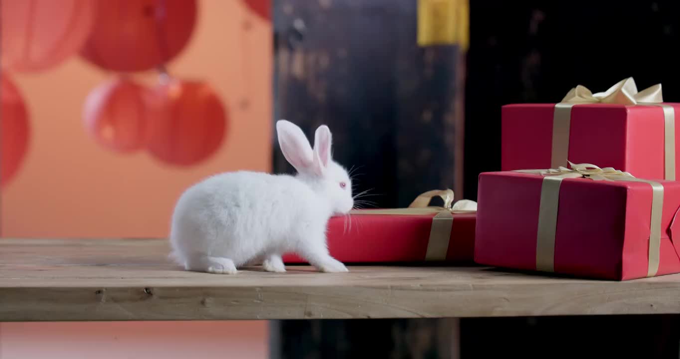 可爱的小兔子视频下载