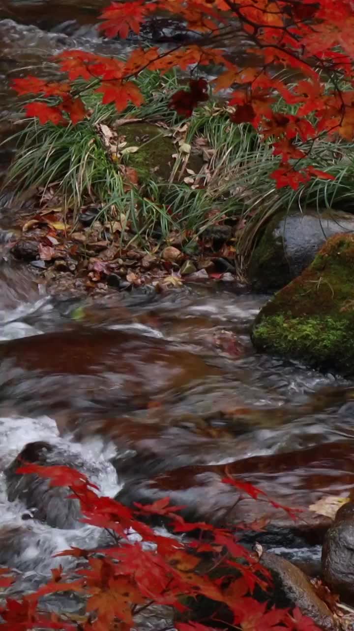 老边沟的枫叶与河流，秋天的本溪，东北的秋天，红叶与小溪视频素材