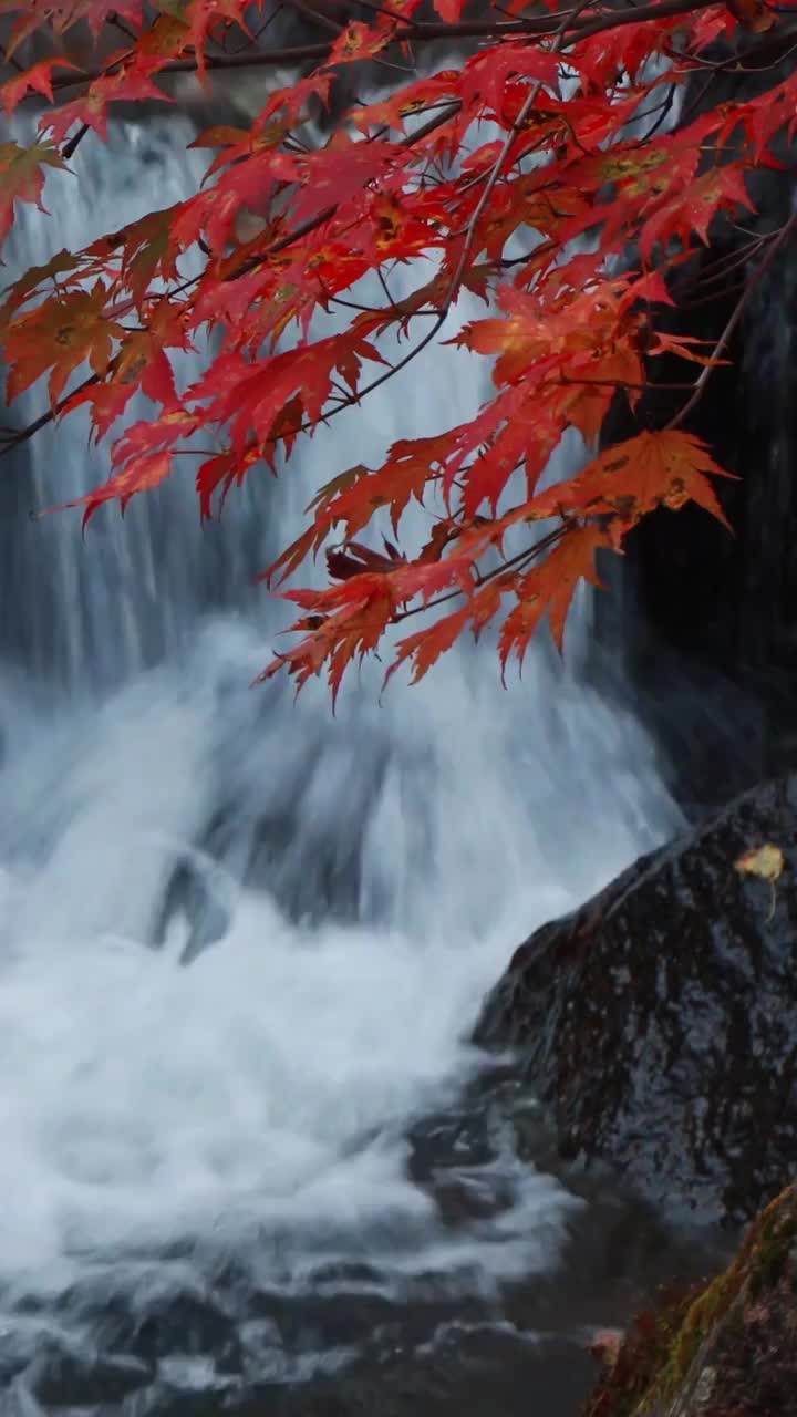 秋天的红叶与河流，大石湖的秋天，本溪秋色，东北的秋景，秋水与秋叶视频素材