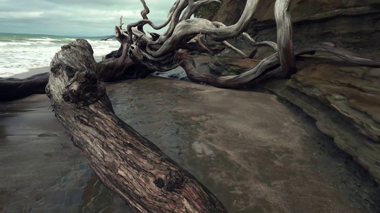 探索海滩探险枯木视频下载