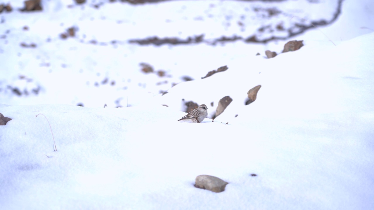 4K实拍可爱小鸟玩耍白雪视频素材