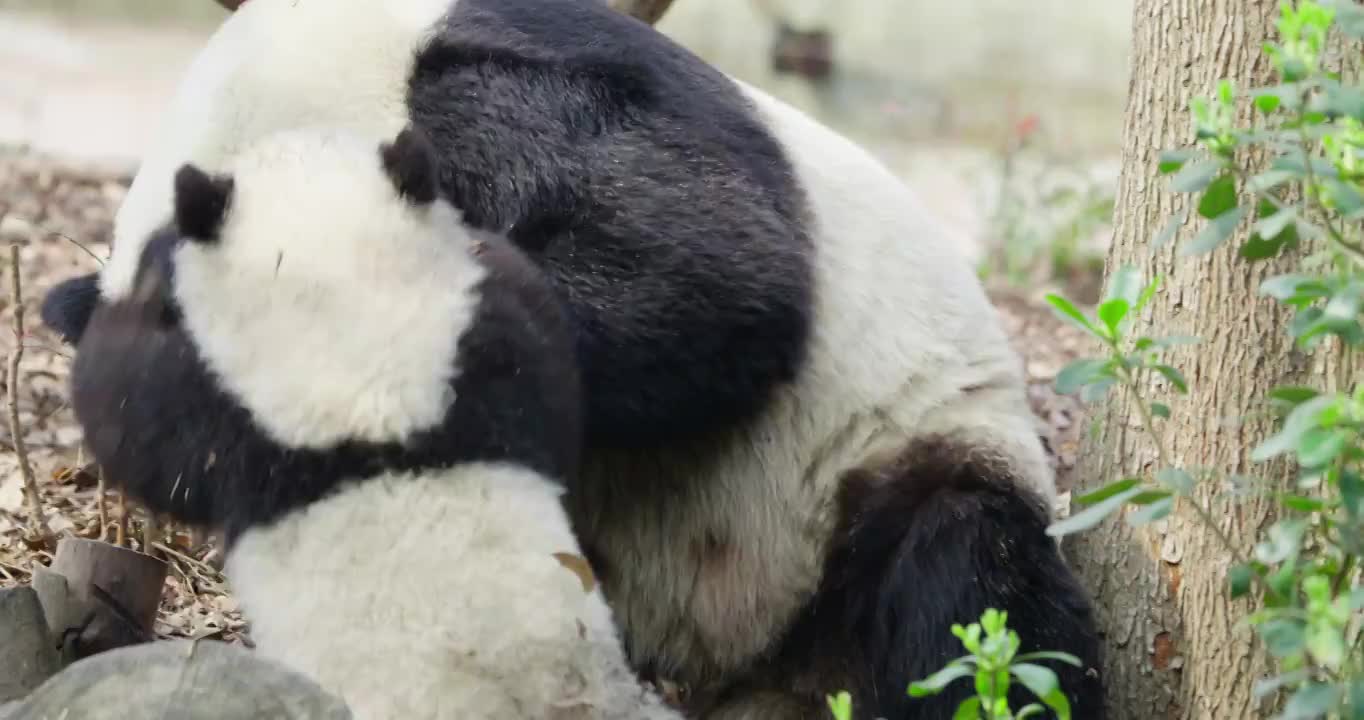 大熊猫妈妈和宝宝一起玩耍视频素材