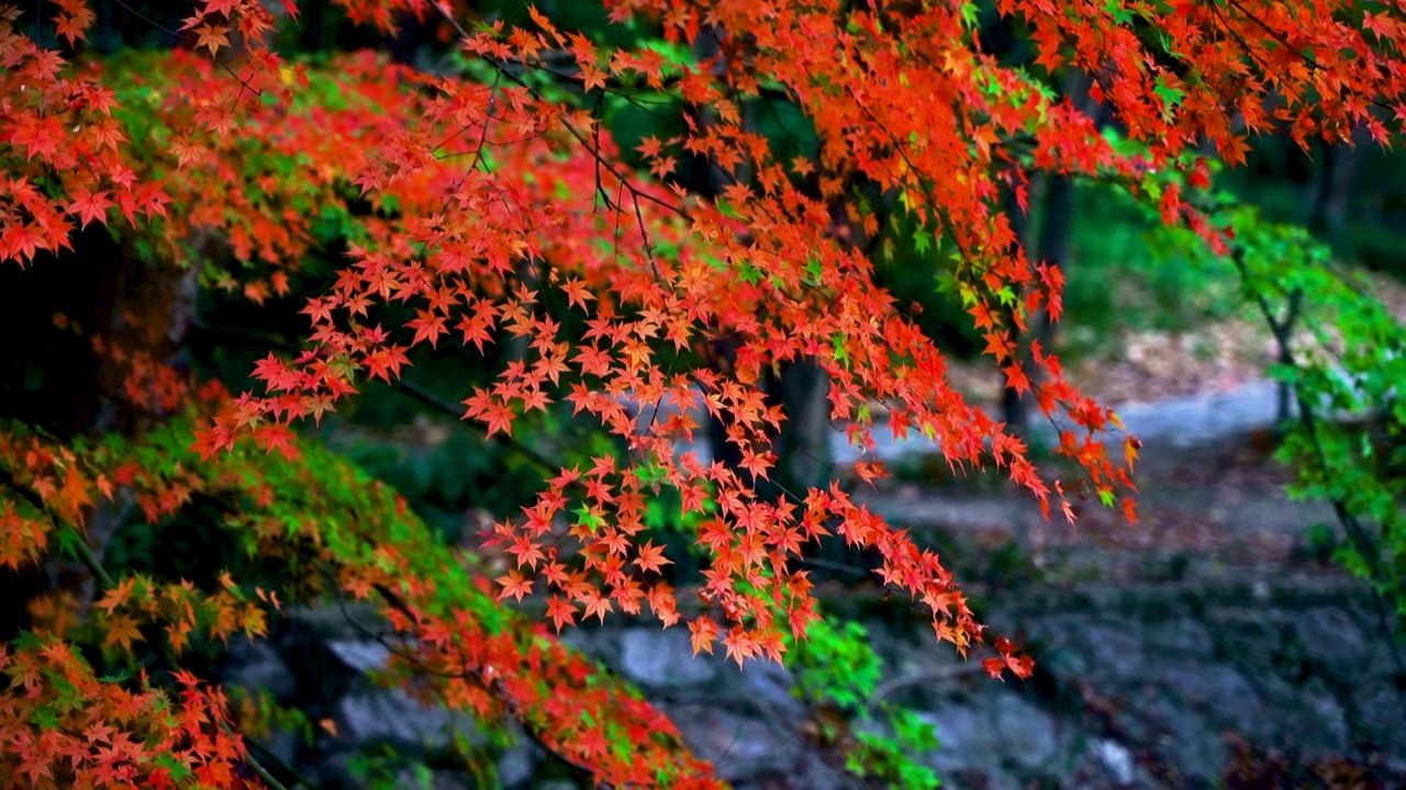 秋天枝繁叶茂的枫树，色彩鲜艳的枫叶视频素材