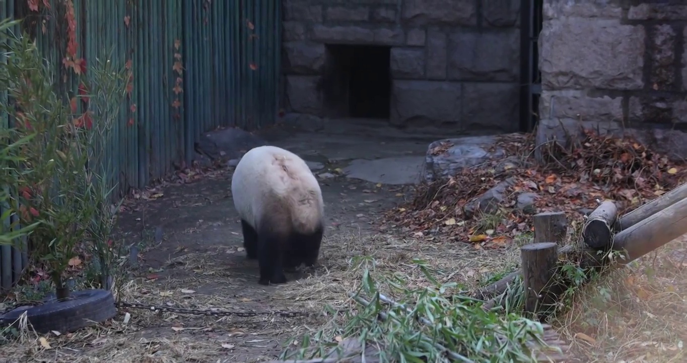 动物园里的大熊猫视频素材