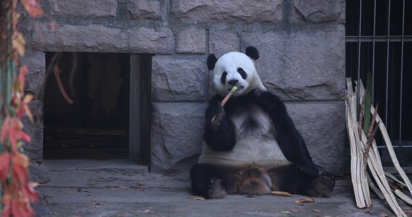 动物园里的大熊猫视频素材
