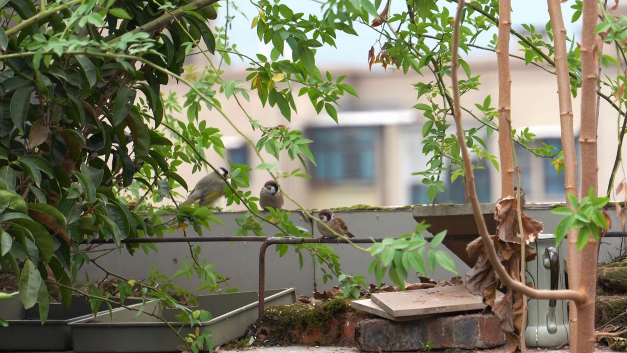 秋天屋顶阳台上觅食的麻雀群视频素材视频素材