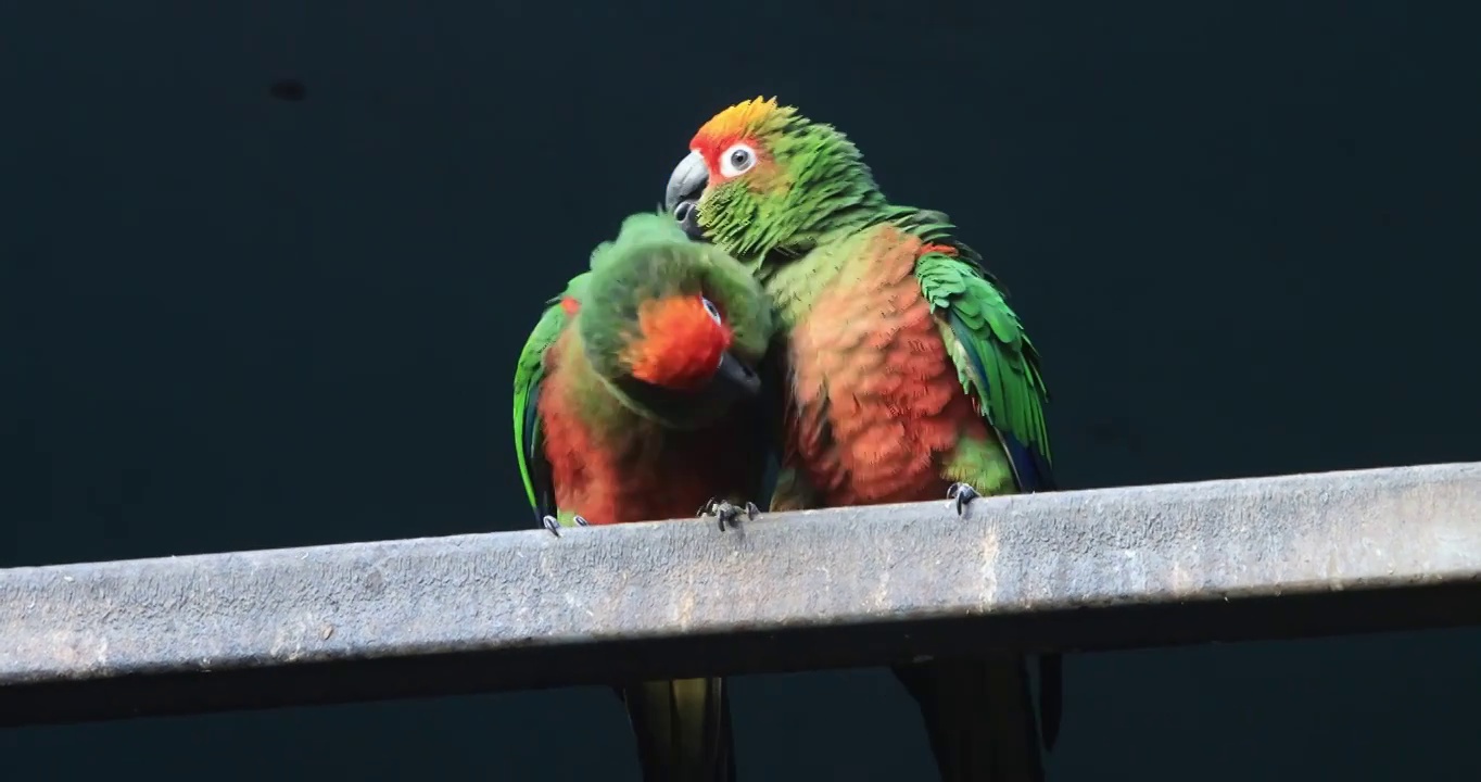 动物园里的鹦鹉视频素材