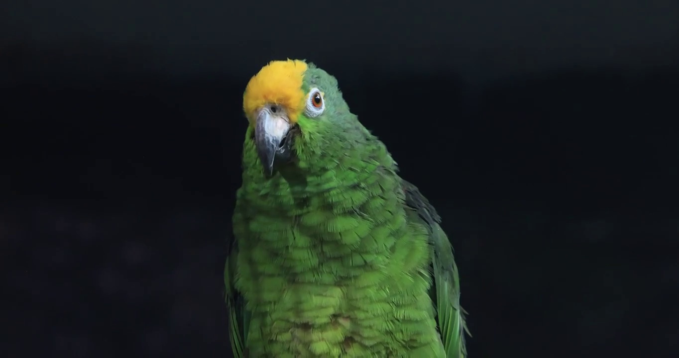 动物园里的鹦鹉视频素材