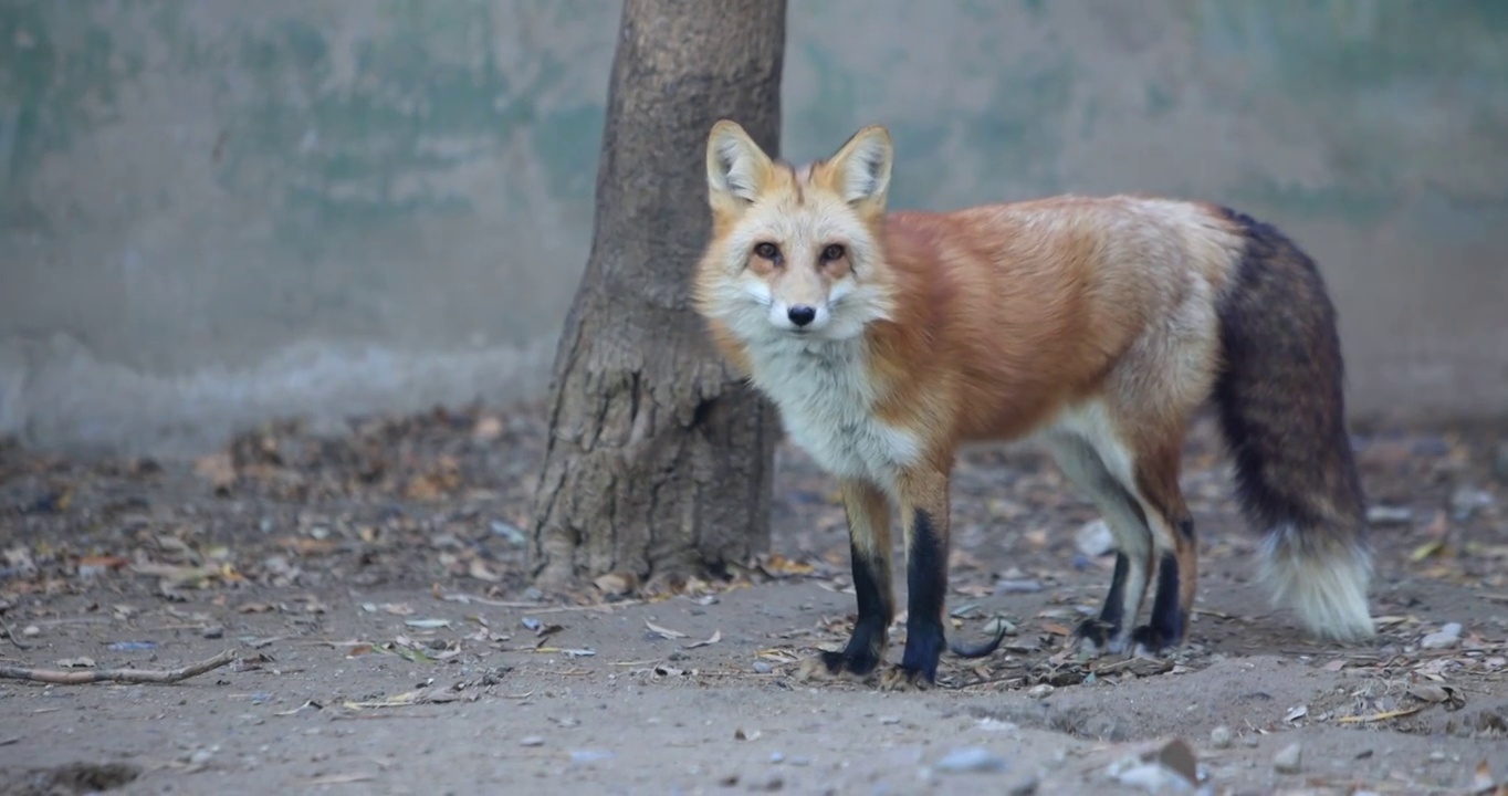动物园里的一只看镜头的赤狐视频素材