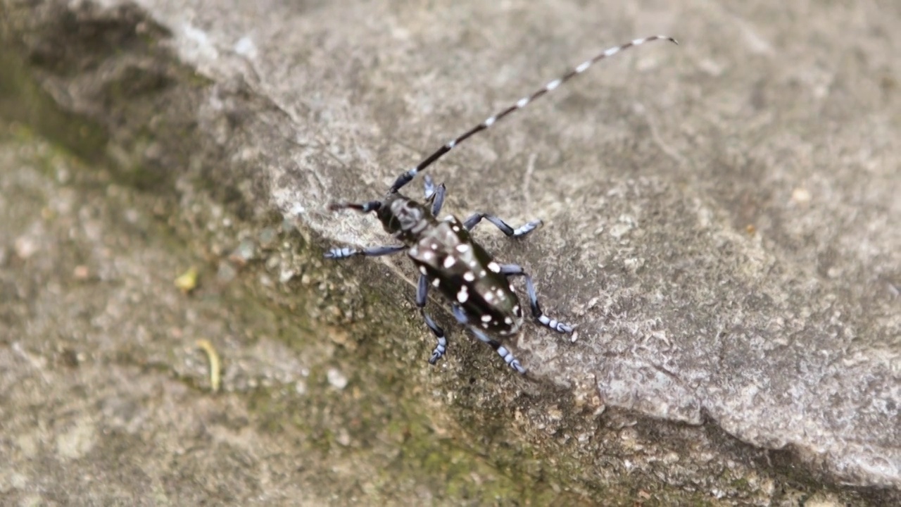 地上爬行的动物甲虫天牛视频下载