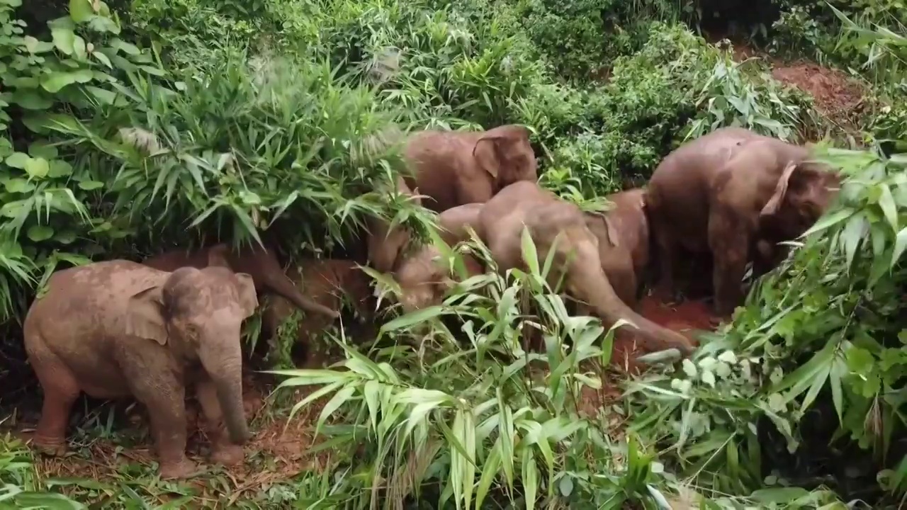 中国的环保动物保护野生大象（选编）视频素材