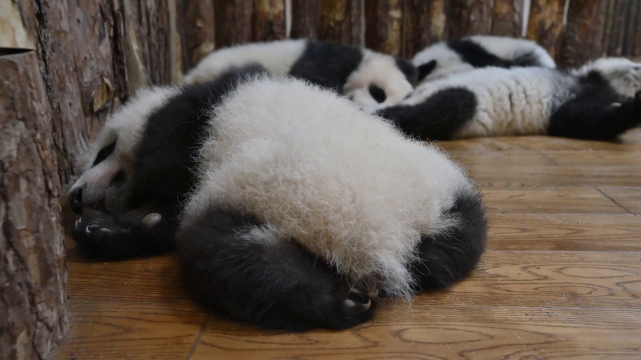 成都大熊猫繁育研究基地,一只可爱的大熊猫幼崽正在睡觉视频下载