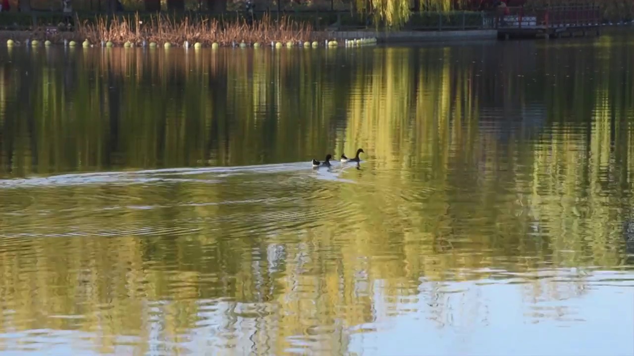 陶然亭公园湖中嬉戏的一对野鸭视频素材