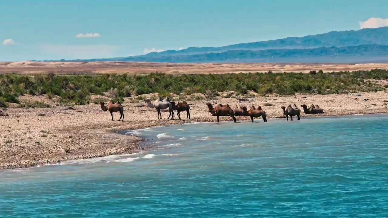 乌伦古湖骆驼视频下载