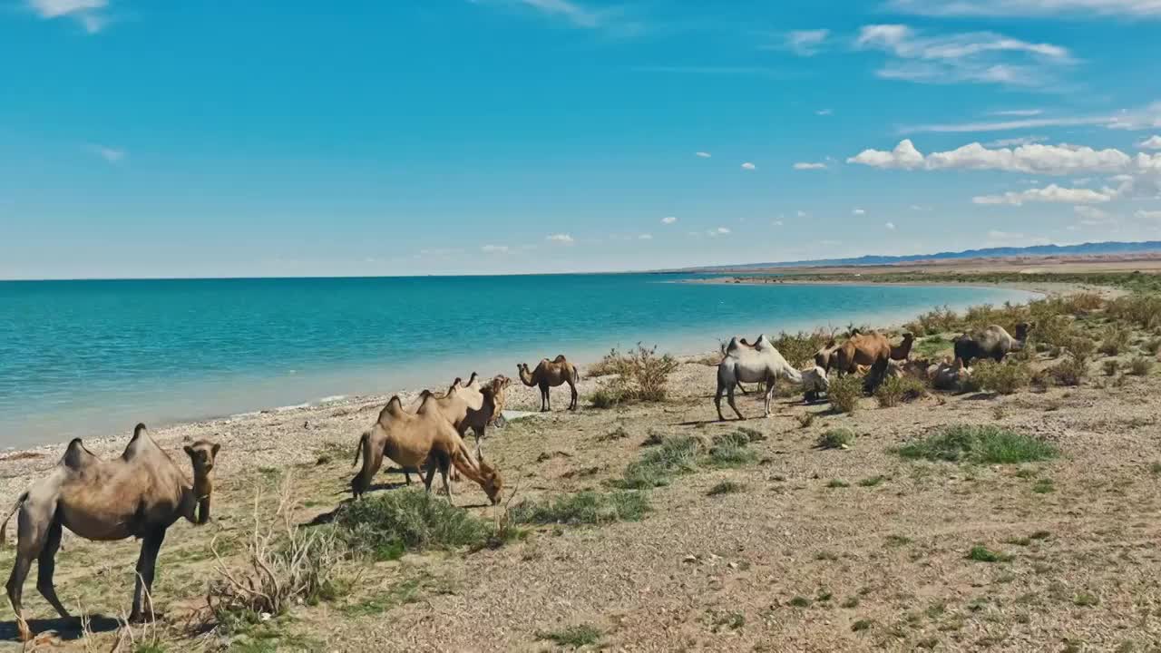 新疆骆驼视频下载