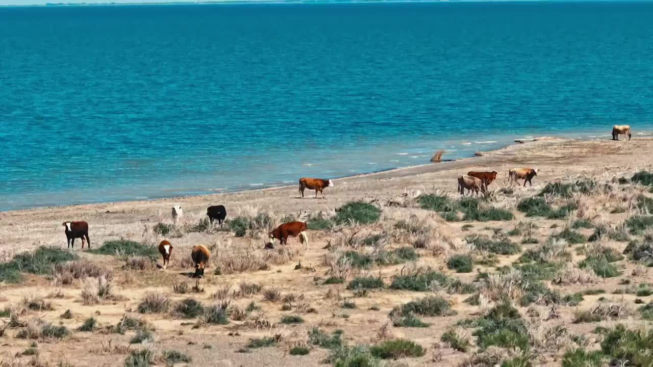 航拍湖边的牛群视频下载