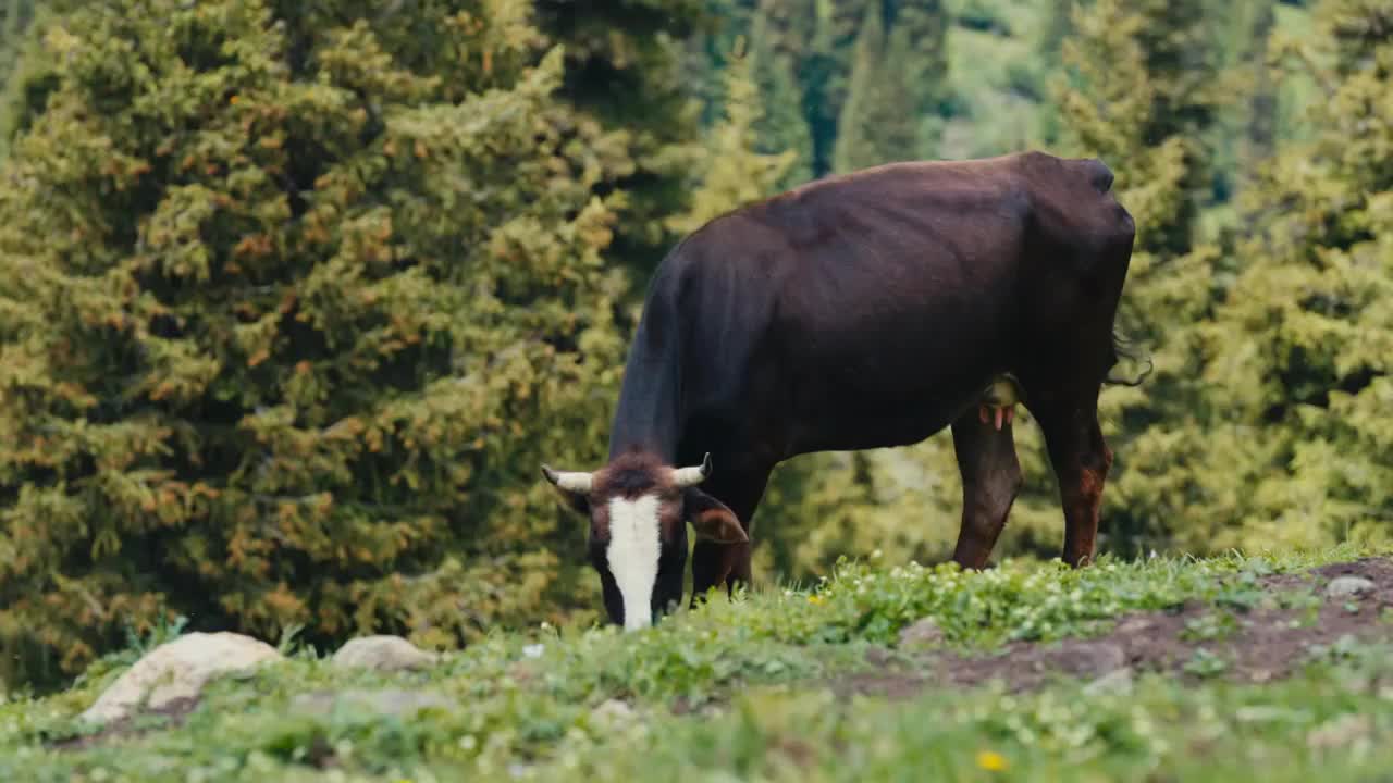 一头吃草的牛视频下载