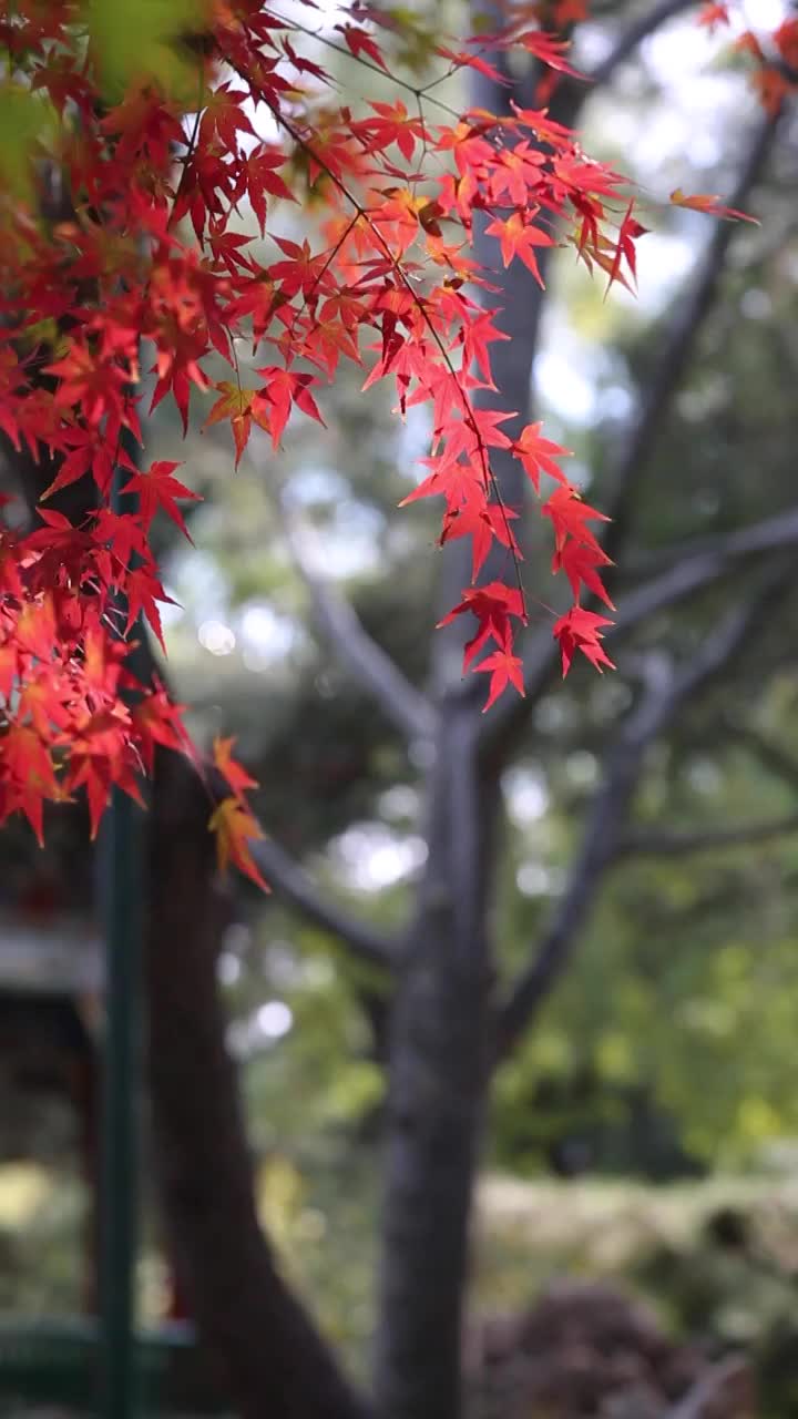 秋天被风吹动的枫叶视频素材