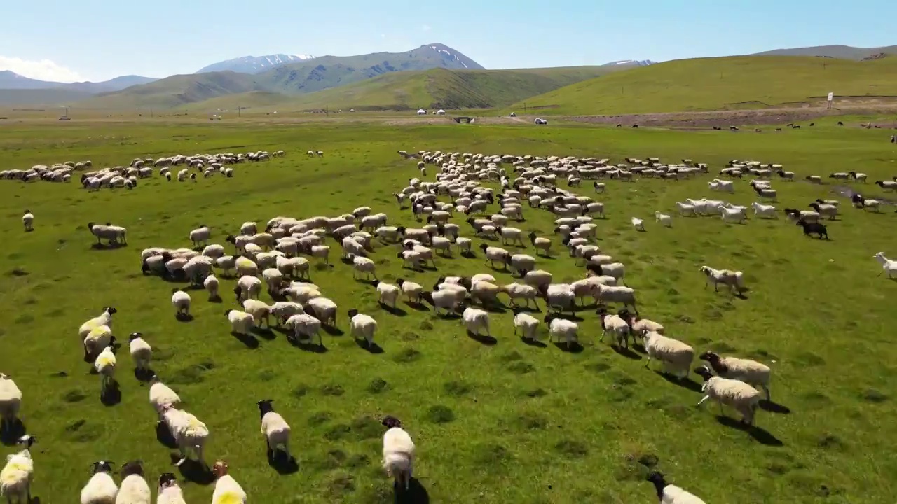 航拍新疆草原上牧民放养的羊群视频素材