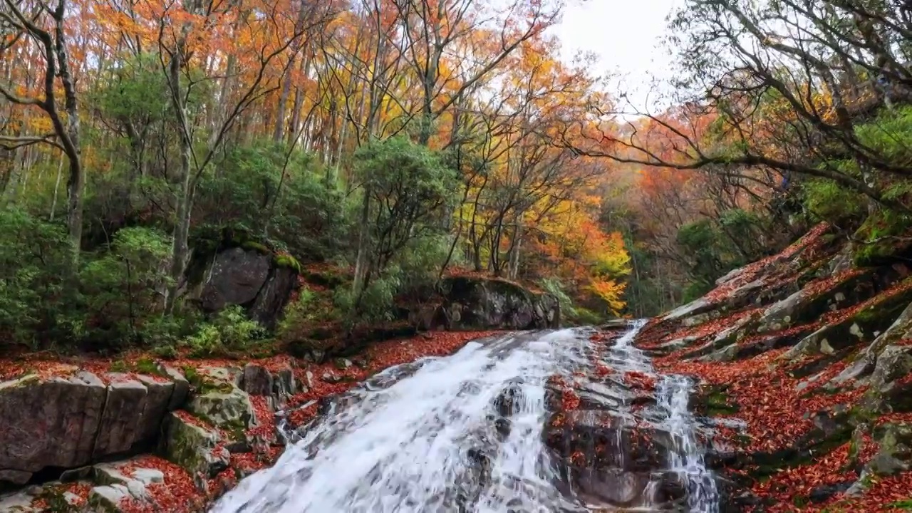 光雾山的落叶与瀑布视频素材