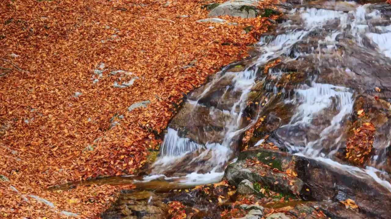 光雾山的落叶与瀑布视频素材