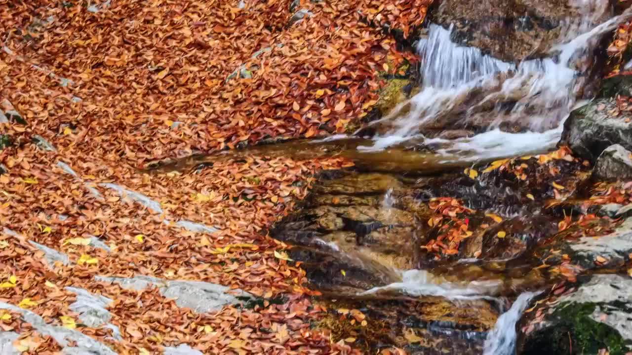 光雾山的落叶与瀑布视频下载