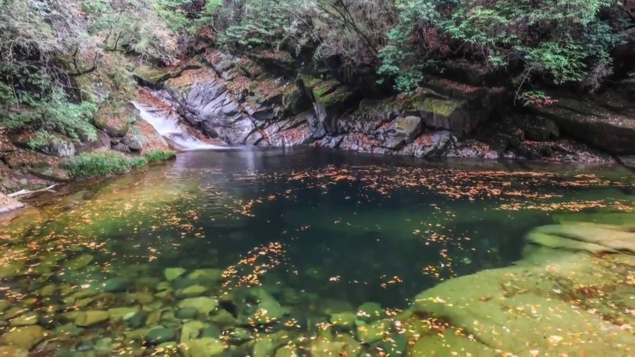 光雾山的秋叶落在清澈的潭水中视频下载