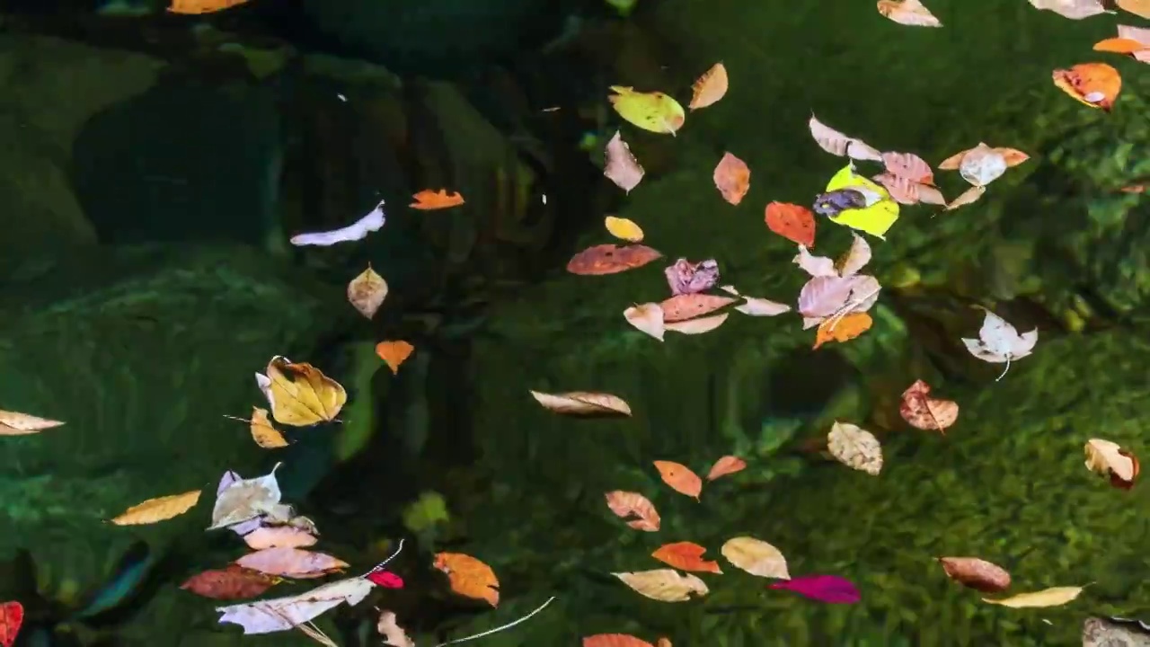 光雾山的秋叶落在清澈的潭水中视频素材