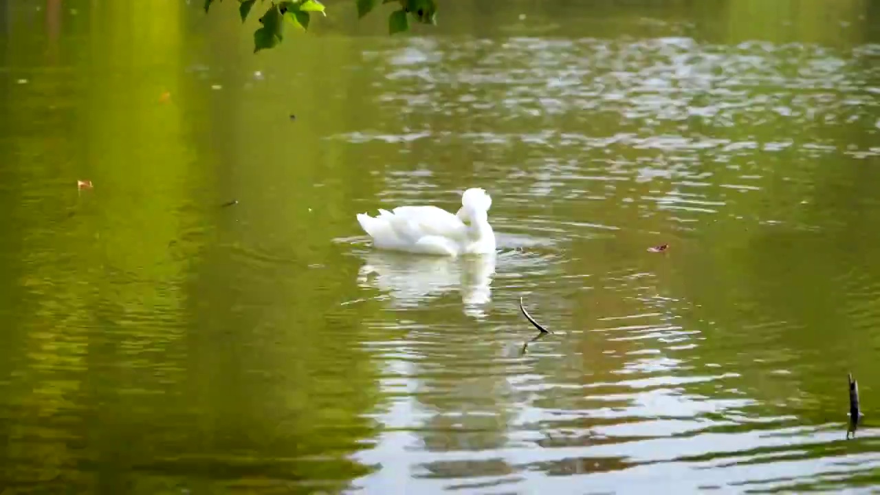 湖水中的野生凤头鸭梳理羽毛视频下载