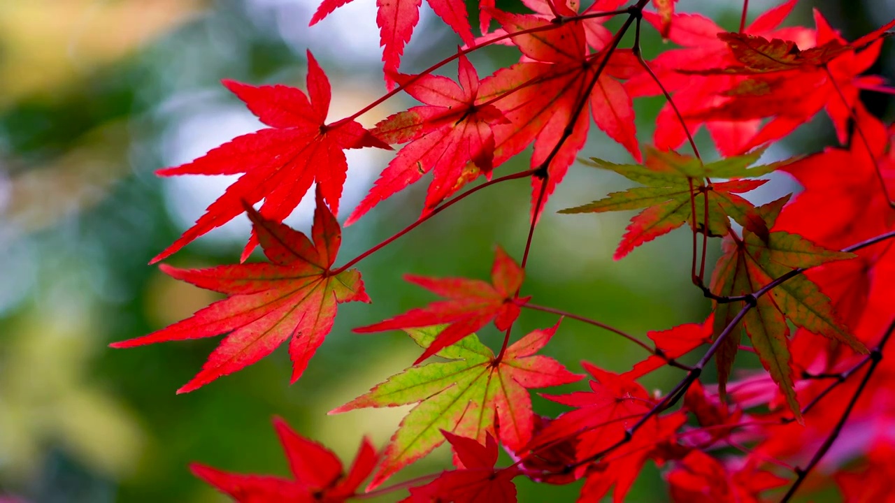 秋天色彩鲜艳的枫叶视频素材