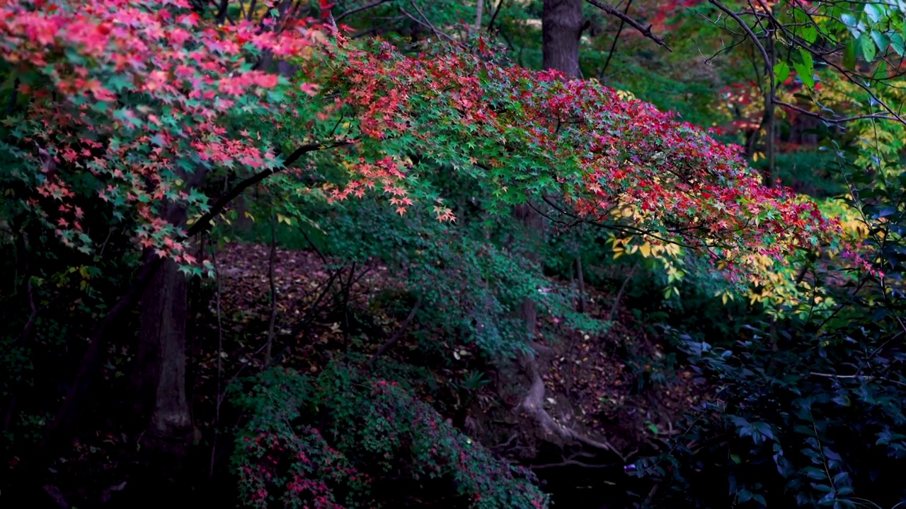 秋天色彩鲜艳，色彩斑斓的的枫树枫叶视频素材