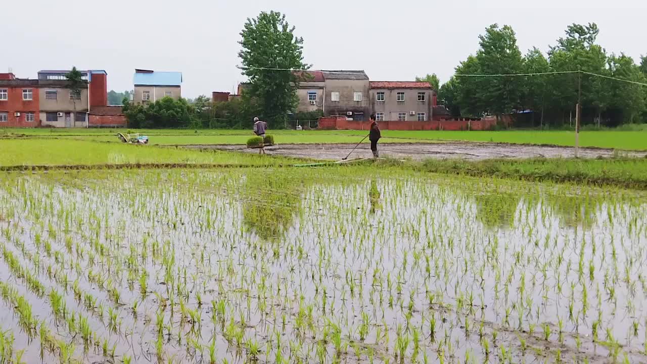 水稻种植选编视频素材