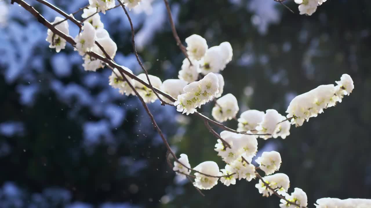 雪后桃花风景视频素材