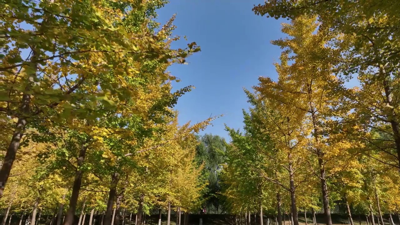 秋天的黄色银杏林视频素材