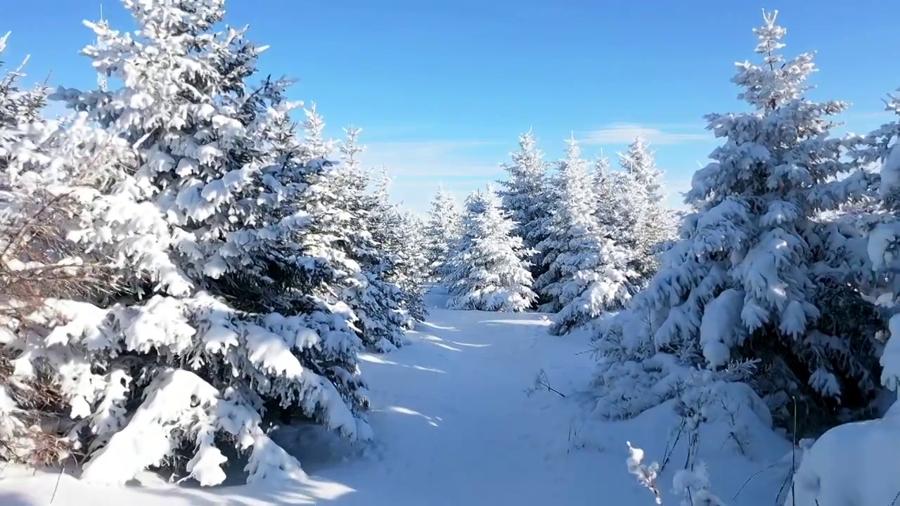 航拍穿行雪白雪地圣诞树蓝天白云视频素材