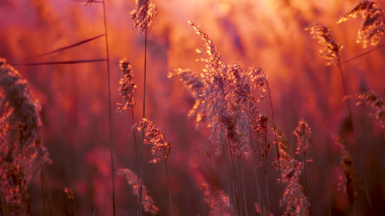 日落时被夕阳染红的芦花，深秋芦苇花视频下载