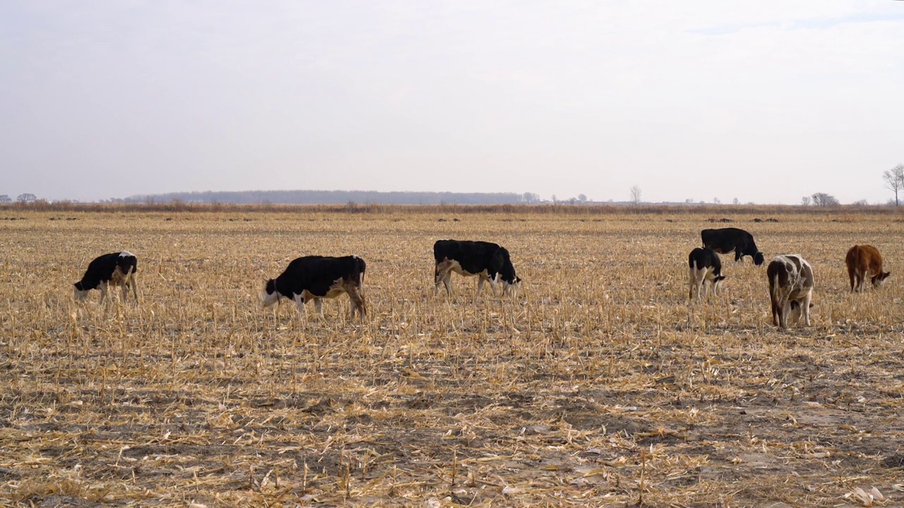 东北秋天收割后田地里的牛群视频下载