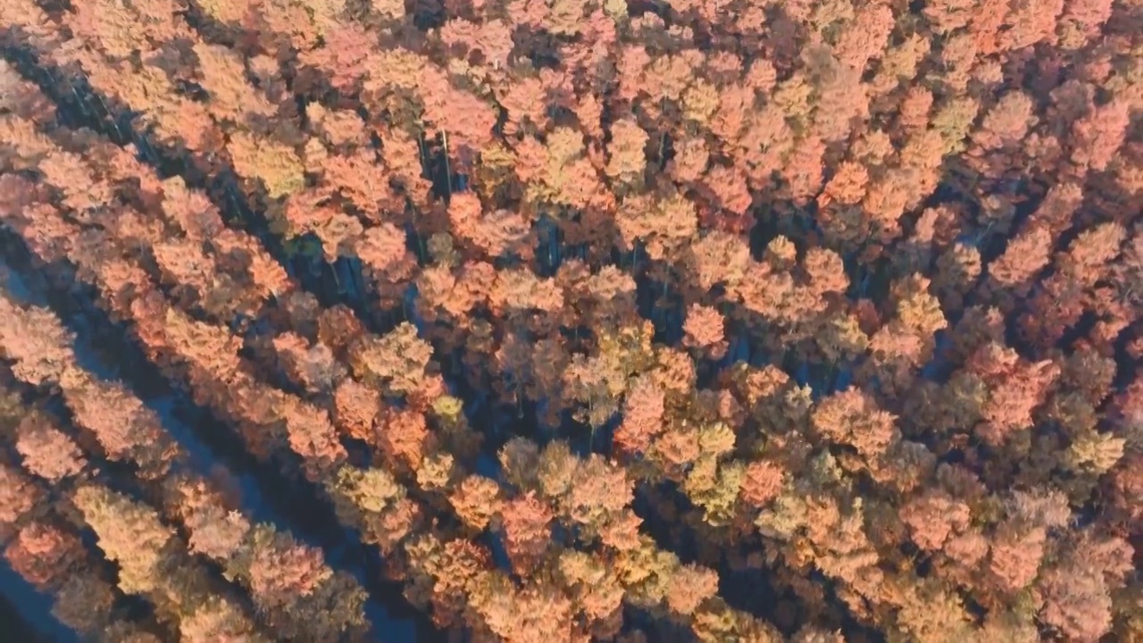 秋天武汉涨渡湖湿地红叶杉树视频下载