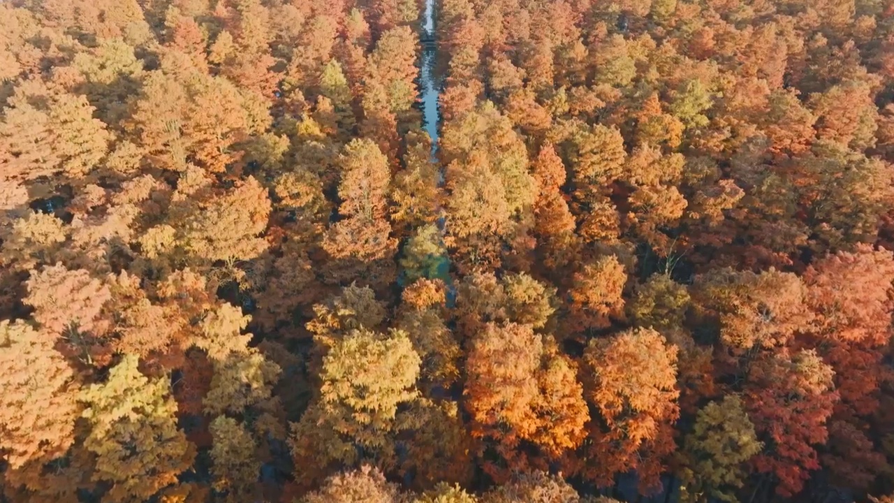 秋天武汉涨渡湖湿地红色水上森林水杉视频下载
