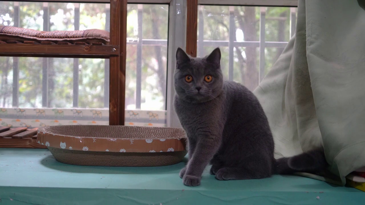 4K萌宠猫咪英短蓝猫在窗台上四处张望视频素材