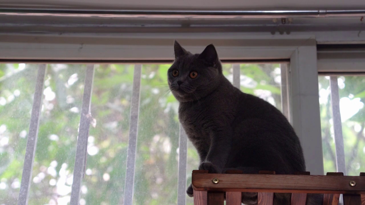 4K可爱英短蓝猫在架子上四处张望镜头视频素材
