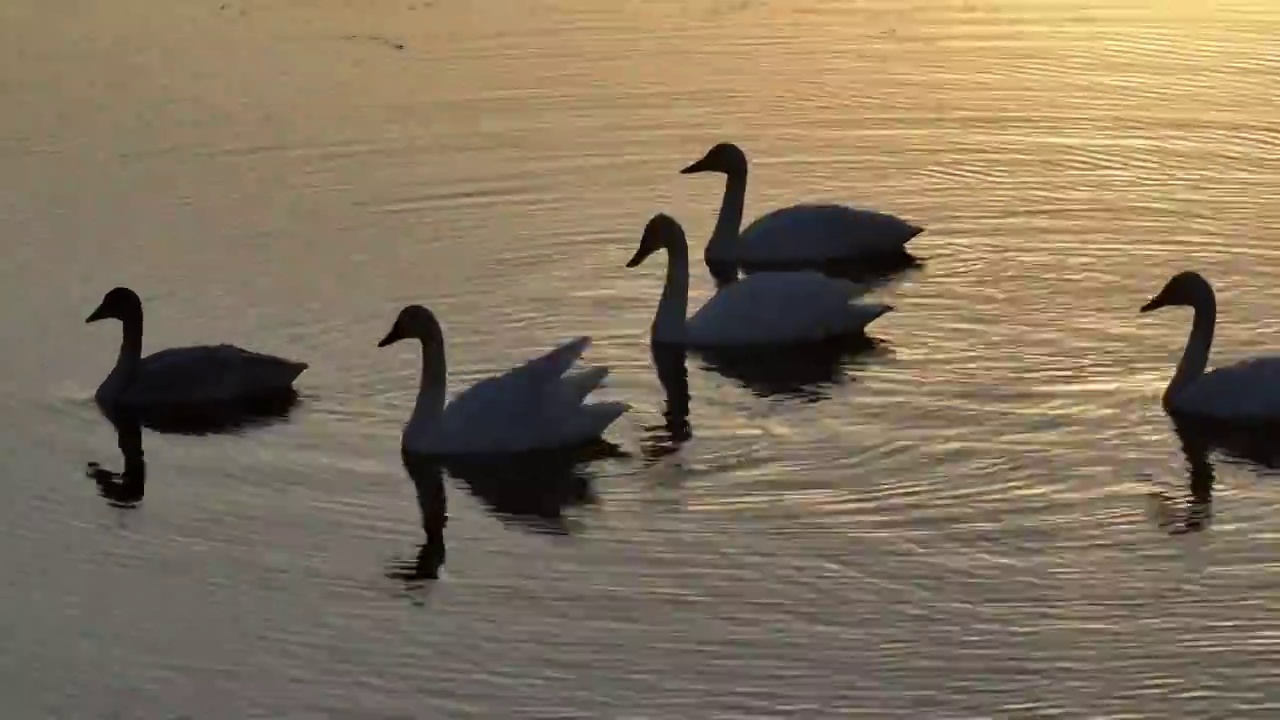 迁徙途中的小天鹅逆光航拍视频下载
