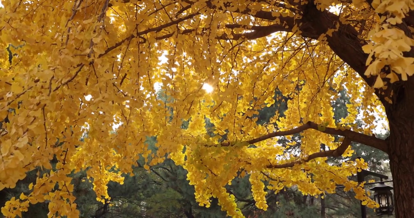 秋天的银杏树视频下载