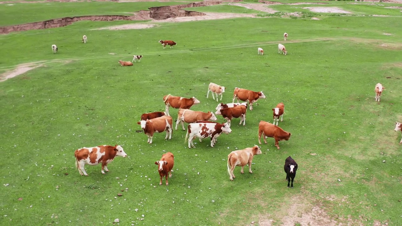 航拍新疆拜城县米斯布拉克草原牧场视频下载