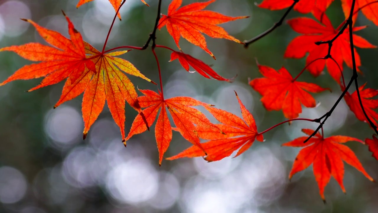 秋天色彩鲜艳的枫叶视频素材