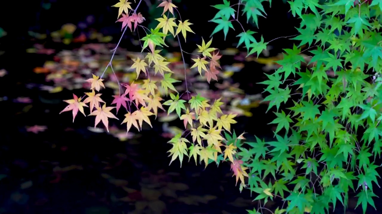 秋天河流边的枫叶在风中摇摆视频素材