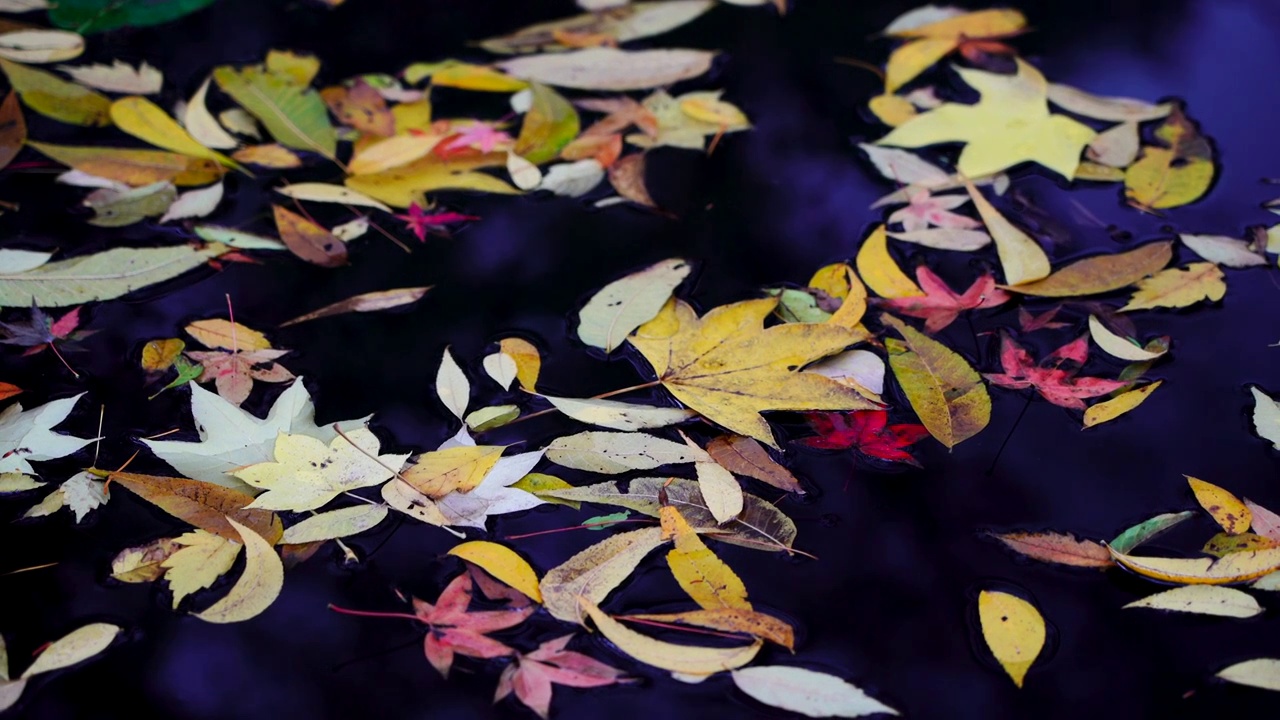 秋天河水中流动的落叶视频素材